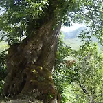 Carriles Romanos Odollo