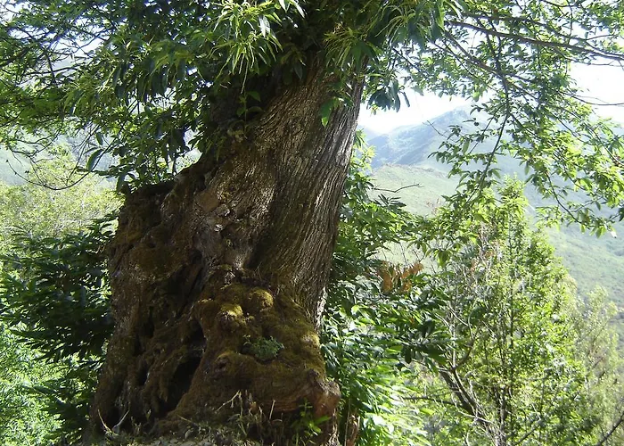 Carriles Romanos Odollo